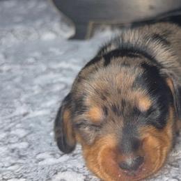 Dachshunds from Dachshund of M-A