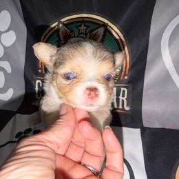 Rowan - Merle male Chihuahua puppy in Palmyra, Indiana from Country Star Chihuahuas