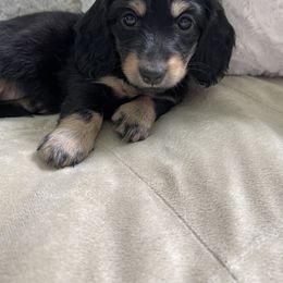 Dachshund Puppies from Luyala Dachshunds