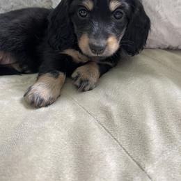 Dachshund Puppies from Luyala Dachshunds