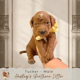 Tucker - Red  male Goldendoodle puppy in Norcross, Georgia from Teddy Puppies