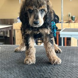 Poodle Puppies from Polk County Standard Poodles