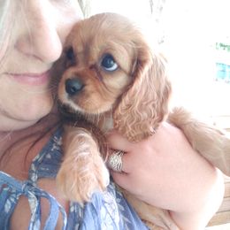 Cavalier King Charles Spaniel Puppies from Grace Cavalier Kingdom