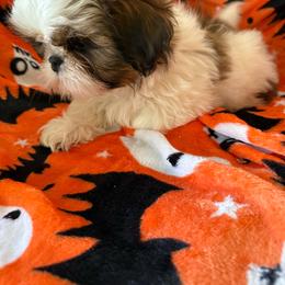 Charlie - Gold and white male Shih Tzu puppy in Jasper, Indiana from Jacob’s Spoiled Shih Tzu