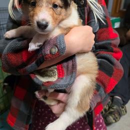 Forest Green - Sable female Collie puppy in Wykoff, Minnesota from Country Collies
