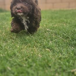 Pilot - Chocolate male Cavapoo puppy in Tucson, Arizona from Ever After Doodles Arizona