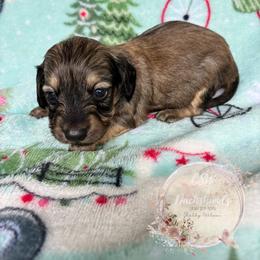 Dachshund Puppies from CSW Dachshunds