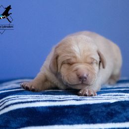 Labrador Retriever Puppies from Sun Ridge Labradors