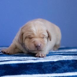 Labrador Retriever Puppies from Sun Ridge Labradors