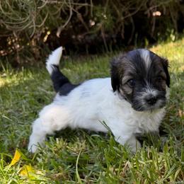 Zen - Black and white male Havanese puppy in Brisbane, California from Natalie’s Havanese