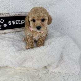 Pink - Apricot female Poodle puppy in Florida from Adorable Toy-Miniature Poodles