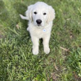 Golden Retriever Puppies from Feather Fletched English Goldens