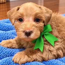 Green Collar Red Wheaten Male - Wheaten male Miniature Schnauzer puppy in Calhoun, Georgia from The BrickHouse Miniature Schnauzers