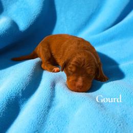 Gourd - Sable male Aussiedoodle puppy in Ellenburg Center, New York from Kristin's Puppies