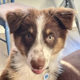 Australian Shepherds from Over The Rainbow Aussies