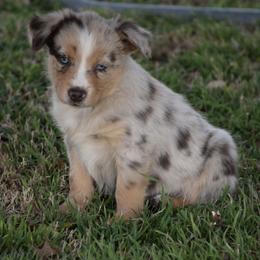 Cisco - Red merle male Miniature Australian Shepherd puppy in Evant, Texas from Lazy VT Bar Ranch