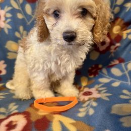 Oliver - Cream male Cavapoo puppy in Howe, Oklahoma from Cuddly Cavapoos