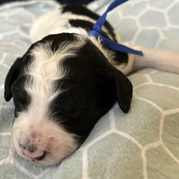 Merle - Goldendoodle puppy from Life of the Parti Doodles