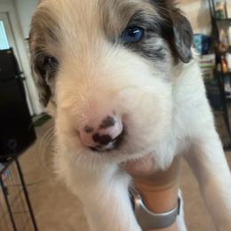 Thor - male Australian Mountain Doodle puppy in Snook, Texas from Snook Acres Doodles