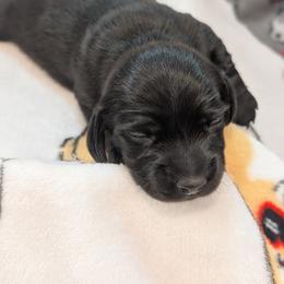 Boy born 5th - Black male Dachshund puppy in Bunnell, Florida from Briana's Dachshunds