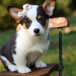 Belladonna (Bella) - Black and tan female Pembroke Welsh Corgi puppy in Benton, Arkansas from High Cotton Corgis