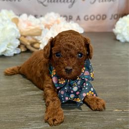 Tiny-Eco - Red  male Poodle puppy in Cape Coral, Florida from Ruby the poodle