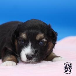 Kayla - Black tri female Miniature Australian Shepherd puppy in Weeki Wachee, Florida from Arlington's Mini Aussies