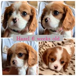Hazel - Blenheim female Cavalier King Charles Spaniel puppy in Atwater, California from Countryside Royalty Cavaliers
