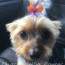 Jersey - Yorkshire Terrier