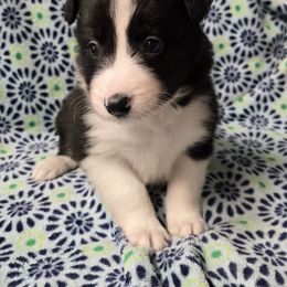 Boy 2 - Black and white male Border Collie puppy in Richland, Pennsylvania from Winter Creek Border Collies