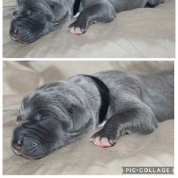 Blair - Blue female Great Dane puppy in Spokane, Washington from Phoenix Family Danes