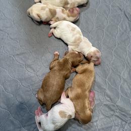 Female - Parti female Goldendoodle puppy in Yuciapa, California from AlltheDoodlez_