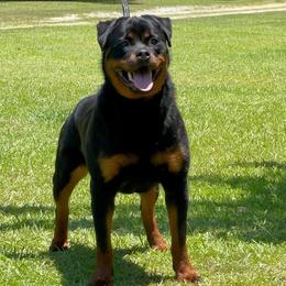 Rottweiler puppies from Michelle's Rottweilers