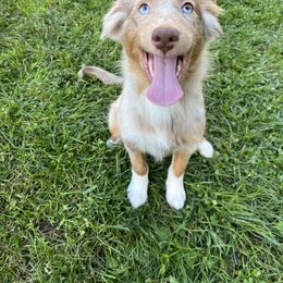 Rosie - Australian Shepherd