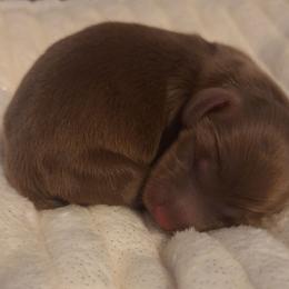 Teddi - Chocolate female Dachshund puppy in Hiddenite, North Carolina from Dannie's Doxies