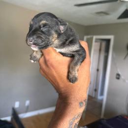 Mars - Black and silver male German Shepherd puppy in Lake Charlse, Louisiana from Dettaalpha Kennels