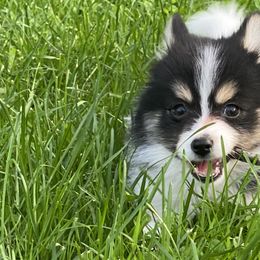 Pomsky Puppies from Rustic Pomskies