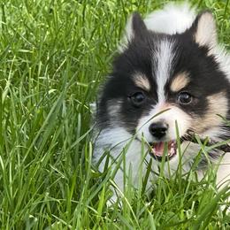 Pomsky Puppies from Rustic Pomskies