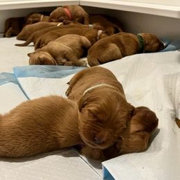 Golden Retriever Puppies from Blanco River Field Golden Retrievers