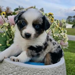 Peter Cottontail - Blue merle male Miniature Australian Shepherd puppy in Port Saint Lucie, Florida from Charlene Brannon's Mini Australian Shepherds