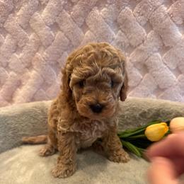 Logynn - Apricot female Goldendoodle puppy in Bucyrus, Missouri from Hill Top Pomskies