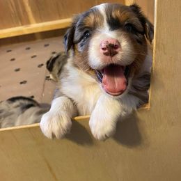 Australian Shepherd Puppies from Sweets' Cattle Co and Australian Shepherds