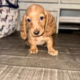 Buzz - Dapple male Dachshund puppy in Ceres, California from Rockin' M’s LilBitty Dachshunds (LBD)