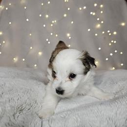 Jenna - Sable female Aussiedoodle puppy in Doerun, Georgia from Twig & Tail Puppies