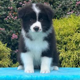 Toby - Black male Border Collie puppy in Dunn, North Carolina from Coylety Border Collies