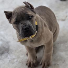 Yellow - Gray and fawn female Cane Corso puppy in Sault Ste Marie, Michigan from Willow Creek Cane Corsos