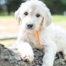 Miss Orange Crush - Goldendoodle puppy in Statesville, North Carolina from Parfait Mischen Goldendoodles