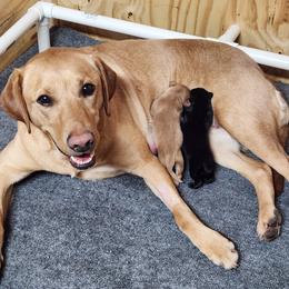 Labrador Retriever puppies from VK Labradors