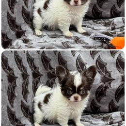 Mr Goblin - Black and tan male Chihuahua puppy in Williamsburg, Virginia from PAWSitive Cheeky Chihuahua LLC