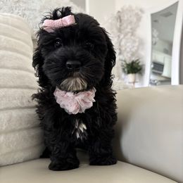 Maribel - Black female Cockapoo puppy in Tampa, Florida from Designer Puppy Boutique